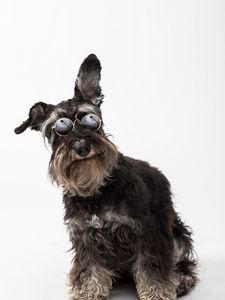 Preview wallpaper schnauzer, dog, pet, glasses