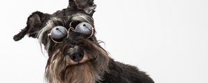 Preview wallpaper schnauzer, dog, pet, glasses