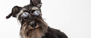 Preview wallpaper schnauzer, dog, pet, glasses