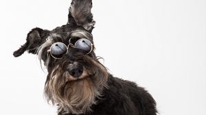 Preview wallpaper schnauzer, dog, pet, glasses