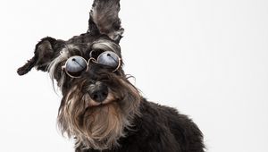 Preview wallpaper schnauzer, dog, pet, glasses