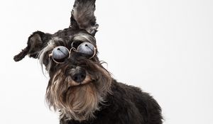 Preview wallpaper schnauzer, dog, pet, glasses