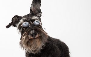Preview wallpaper schnauzer, dog, pet, glasses