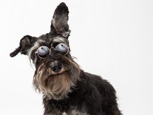 Preview wallpaper schnauzer, dog, pet, glasses