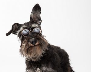 Preview wallpaper schnauzer, dog, pet, glasses