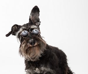 Preview wallpaper schnauzer, dog, pet, glasses