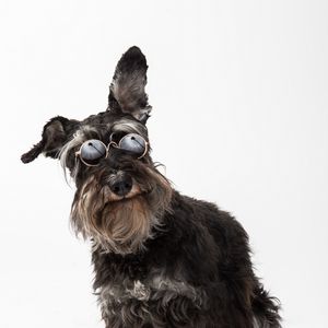 Preview wallpaper schnauzer, dog, pet, glasses