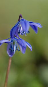 Preview wallpaper scilla, flowers, petals, spring, blue, macro