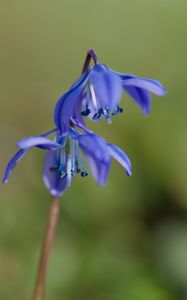 Preview wallpaper scilla, flowers, petals, spring, blue, macro