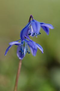 Preview wallpaper scilla, flowers, petals, spring, blue, macro