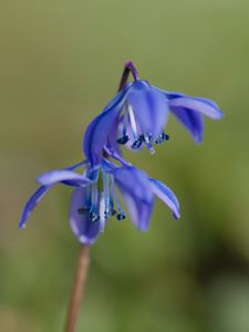 Preview wallpaper scilla, flowers, petals, spring, blue, macro