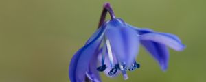 Preview wallpaper scilla, flowers, petals, spring, blue, macro