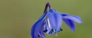 Preview wallpaper scilla, flowers, petals, spring, blue, macro