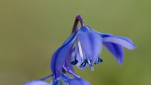 Preview wallpaper scilla, flowers, petals, spring, blue, macro