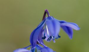 Preview wallpaper scilla, flowers, petals, spring, blue, macro