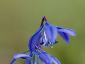 Preview wallpaper scilla, flowers, petals, spring, blue, macro