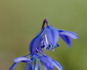 Preview wallpaper scilla, flowers, petals, spring, blue, macro