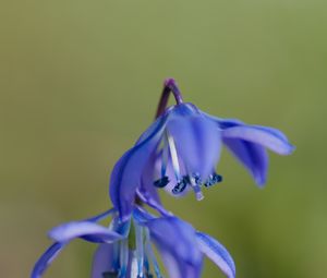 Preview wallpaper scilla, flowers, petals, spring, blue, macro