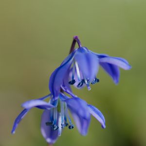 Preview wallpaper scilla, flowers, petals, spring, blue, macro