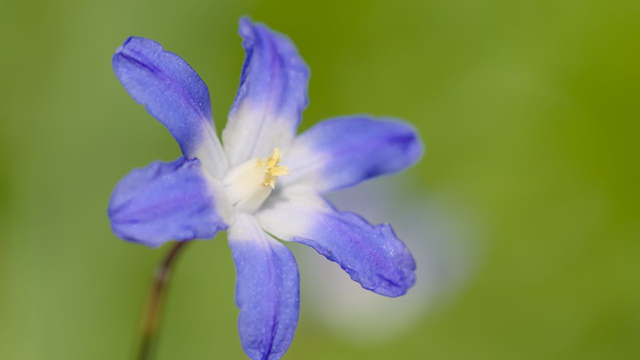 Wallpaper scilla luciliae, flower, petals, blue, plant
