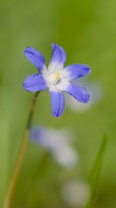 Preview wallpaper scilla luciliae, flower, petals, blue, plant