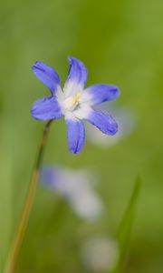 Preview wallpaper scilla luciliae, flower, petals, blue, plant