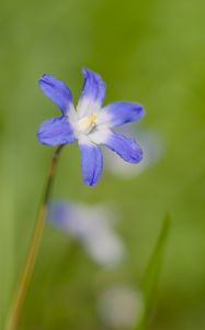 Preview wallpaper scilla luciliae, flower, petals, blue, plant