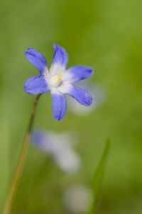 Preview wallpaper scilla luciliae, flower, petals, blue, plant