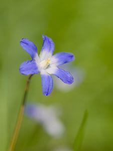 Preview wallpaper scilla luciliae, flower, petals, blue, plant