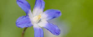 Preview wallpaper scilla luciliae, flower, petals, blue, plant