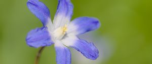 Preview wallpaper scilla luciliae, flower, petals, blue, plant