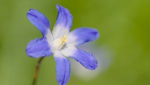 Preview wallpaper scilla luciliae, flower, petals, blue, plant