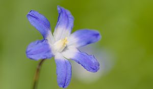 Preview wallpaper scilla luciliae, flower, petals, blue, plant