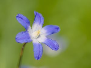 Preview wallpaper scilla luciliae, flower, petals, blue, plant