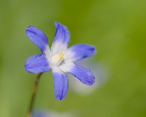 Preview wallpaper scilla luciliae, flower, petals, blue, plant