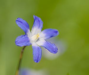 Preview wallpaper scilla luciliae, flower, petals, blue, plant