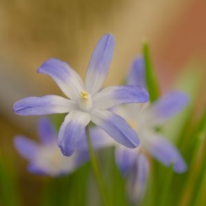 Preview wallpaper scilla luciliae, flowers, petals, blue, blur