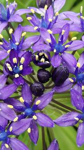 Preview wallpaper scilla peruviana, scilla, flowers, petals, purple