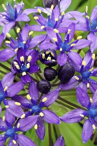 Preview wallpaper scilla peruviana, scilla, flowers, petals, purple