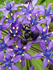 Preview wallpaper scilla peruviana, scilla, flowers, petals, purple