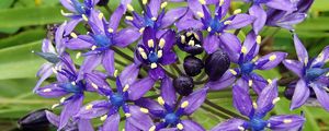 Preview wallpaper scilla peruviana, scilla, flowers, petals, purple