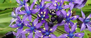 Preview wallpaper scilla peruviana, scilla, flowers, petals, purple