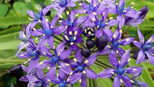 Preview wallpaper scilla peruviana, scilla, flowers, petals, purple