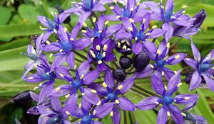 Preview wallpaper scilla peruviana, scilla, flowers, petals, purple