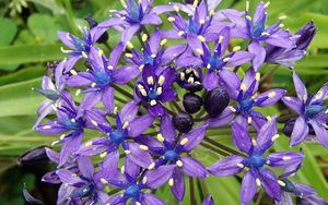 Preview wallpaper scilla peruviana, scilla, flowers, petals, purple