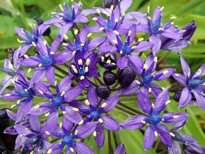 Preview wallpaper scilla peruviana, scilla, flowers, petals, purple