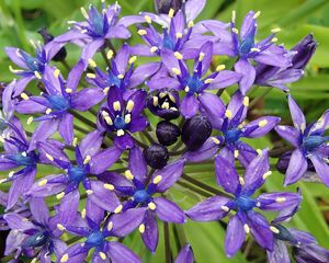 Preview wallpaper scilla peruviana, scilla, flowers, petals, purple