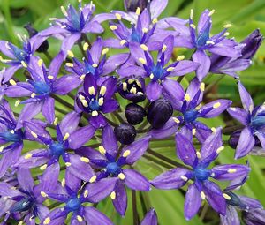 Preview wallpaper scilla peruviana, scilla, flowers, petals, purple