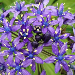 Preview wallpaper scilla peruviana, scilla, flowers, petals, purple