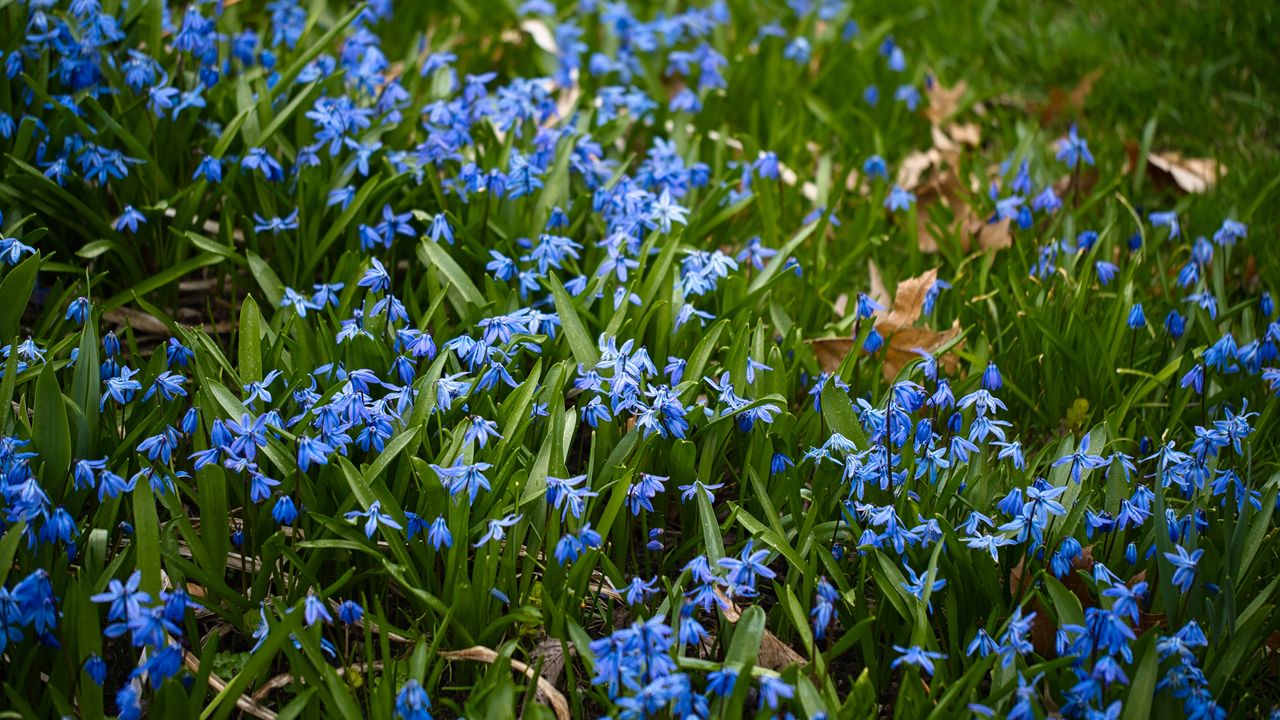 Wallpaper scilla, petals, flowers, leaves, blue